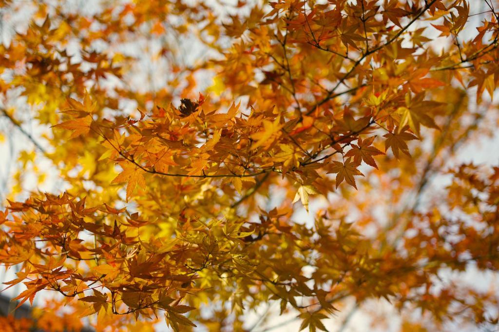 Jeugiya Villa Kyoto Luaran gambar